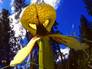 Darlingtonia californica_Cobra Lily_80011_92.jpg